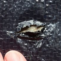Patch Kit for Winter Covers
