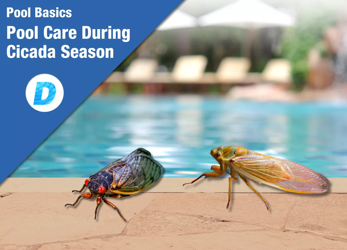Cicadas In Pools: Pool Care During Cicada Season