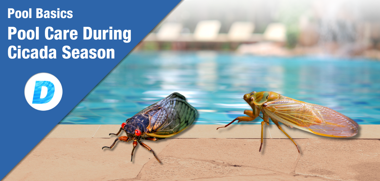Cicadas In Pools: Pool Care During Cicada Season